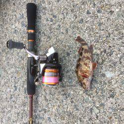 アオリイカ狙いのはずが、、、