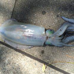 今年初のアオリ