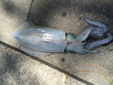 今年初のアオリ