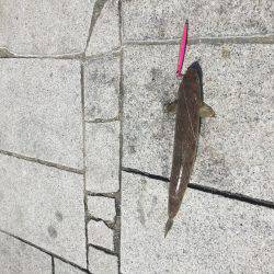 青物狙いが、、、