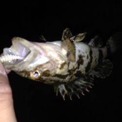 アジングのはずが…