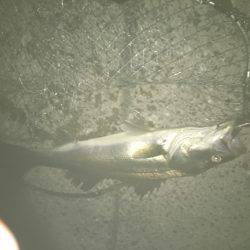 ゆうマズメ狙い的中