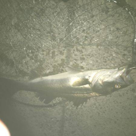 ゆうマズメ狙い的中