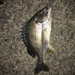 南港大橋周辺チニング