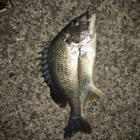 南港大橋周辺チニング