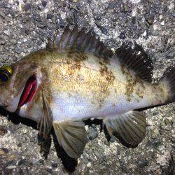爆爆爆風！メバリング‼︎