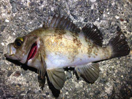 爆爆爆風！メバリング‼︎