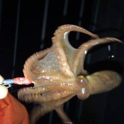 メバリングのち