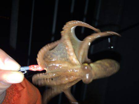 メバリングのち