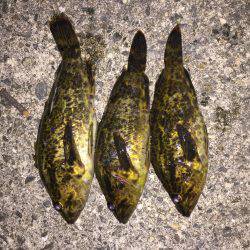 爆風、凪、タケノコメバル