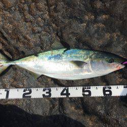 今年初釣行、初地磯で初釣果の青いヤツ