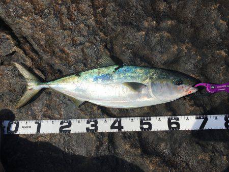 今年初釣行、初地磯で初釣果の青いヤツ