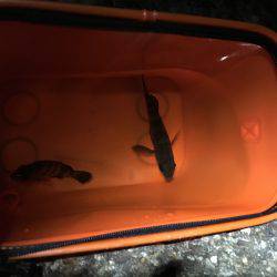 アジが釣りたかったんだけど