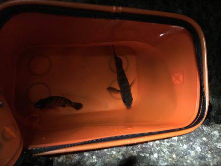 アジが釣りたかったんだけど