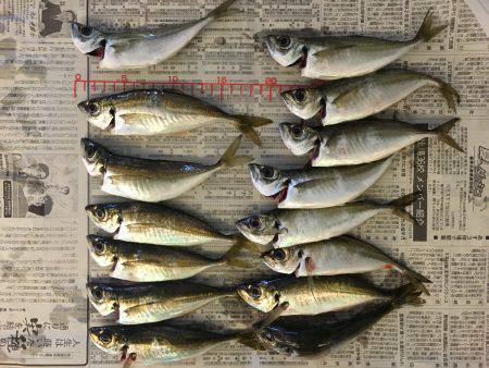 アジング〜！！