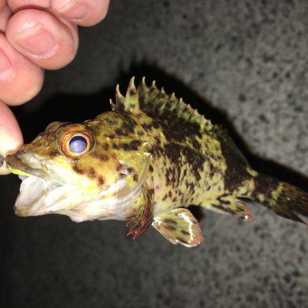 メバルが釣れない>_<