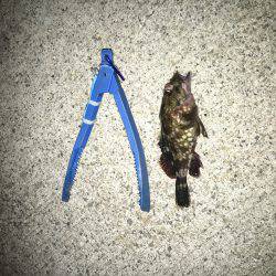 夜はチョコっと寒いです