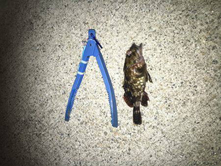 夜はチョコっと寒いです