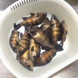 久々のメバリング