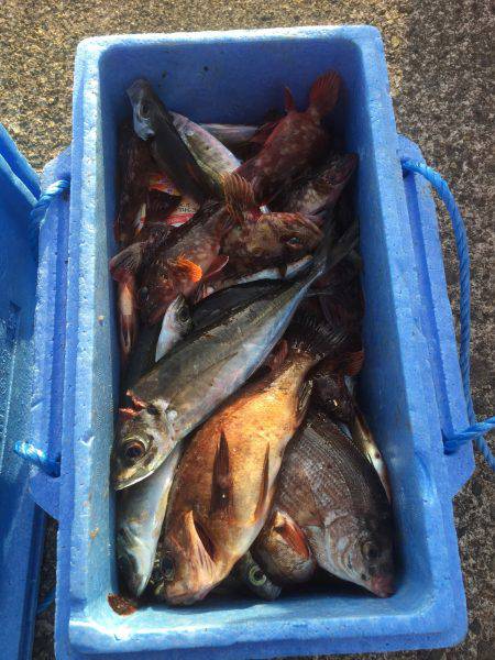 青物不在で、アジ