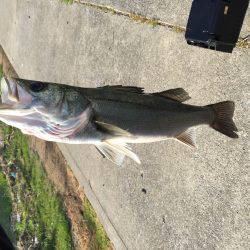 武庫川シーバス