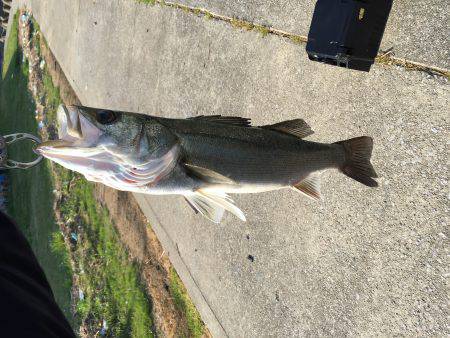 武庫川シーバス