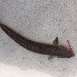 イワシに癒されました