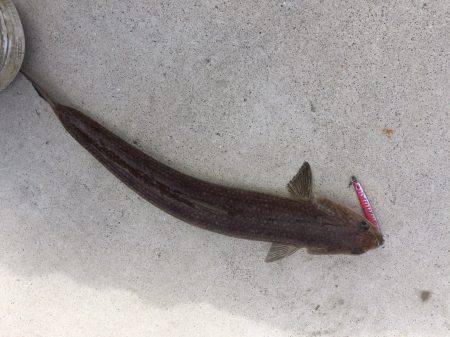 イワシに癒されました