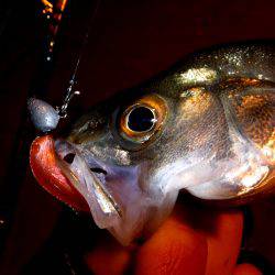 シーバスフィッシング