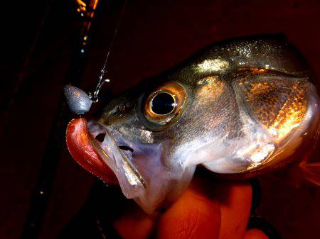 シーバスフィッシング