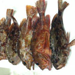 ガッシー釣ったぞー