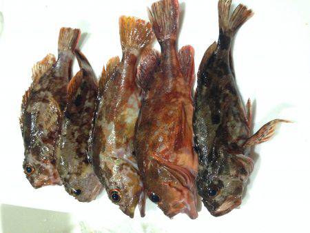 ガッシー釣ったぞー