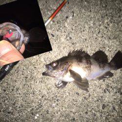 久しぶりに納得サイズ