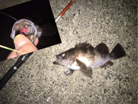 久しぶりに納得サイズ