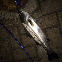 サイズUPは難しいです…。