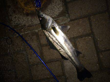 サイズUPは難しいです…。