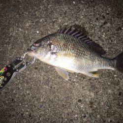 淀川キビレ良い感じにV(^_^)V