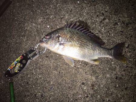 淀川キビレ良い感じにV(^_^)V