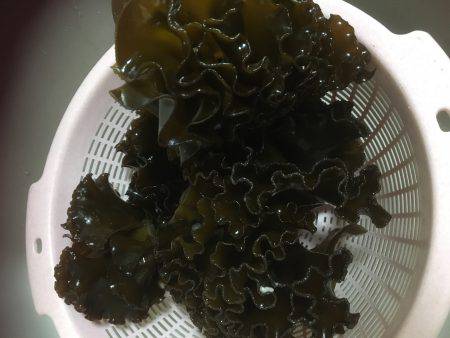 根魚は楽しいです