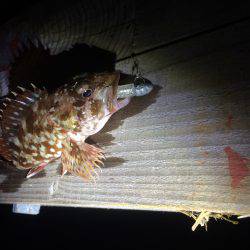 春イカポイント探し