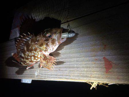 春イカポイント探し