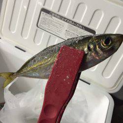 大鯖狙いで不発(^^;;アジ＋オマケ