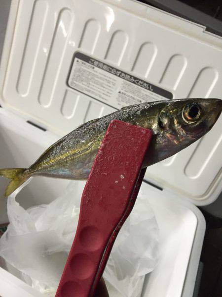 大鯖狙いで不発(^^;;アジ＋オマケ