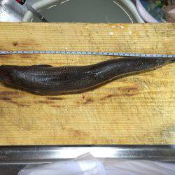 ライトショアジギング初キャッチ! も…