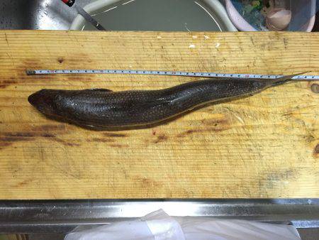 ライトショアジギング初キャッチ! も…