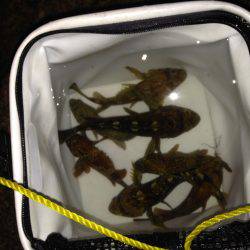 ロックプラッキング