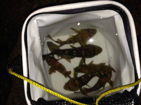 ロックプラッキング