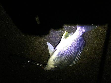 満潮から下げ始めで