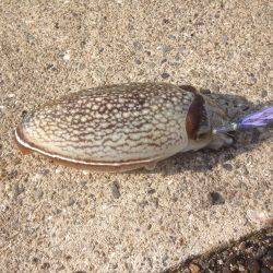 コウイカゲット