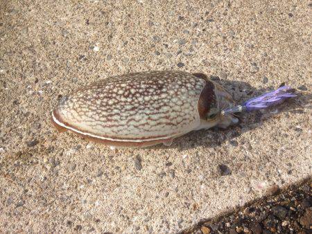 コウイカゲット